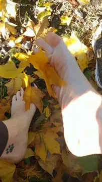 Poster: Sloans Paws – 70